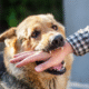 Parbhani stray dog attack