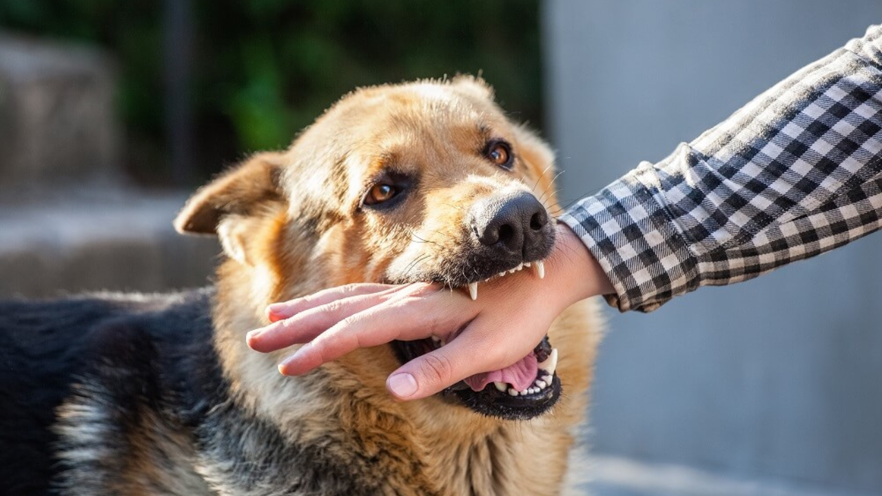 Parbhani stray dog attack