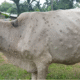Lumpy virus Jalgaon