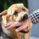 Stray dog bite incident in Sambhajinagar