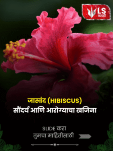 cropped-Hibiscus-benifit.png