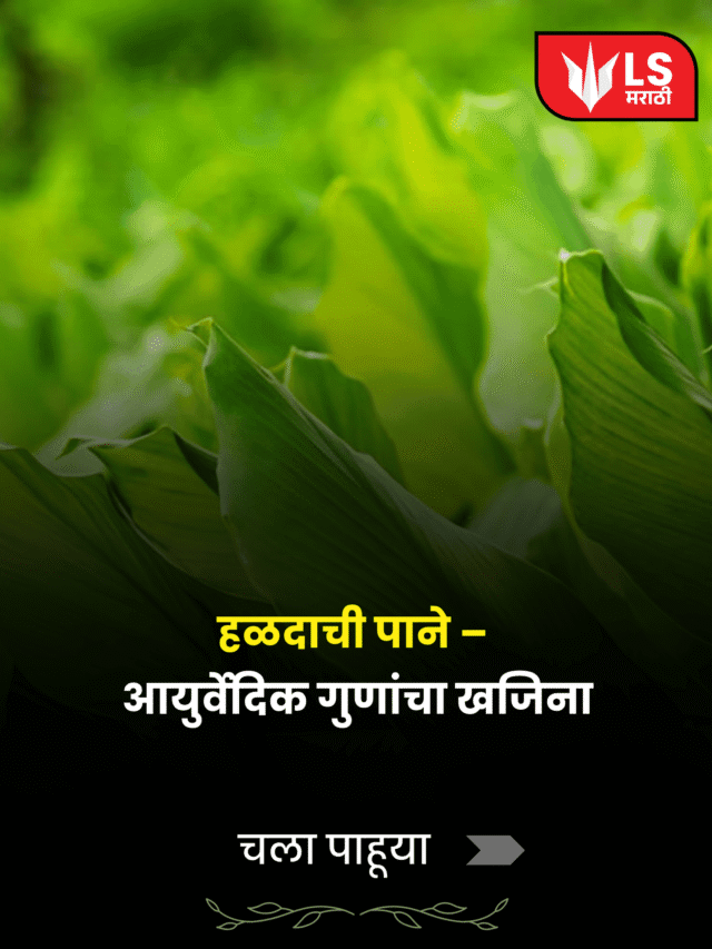 हळदाची पाने : आयुर्वेदिक गुणांचा अनमोल खजिना