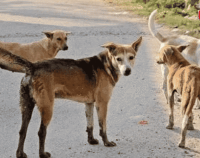 Stray dogs