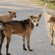 Stray dogs