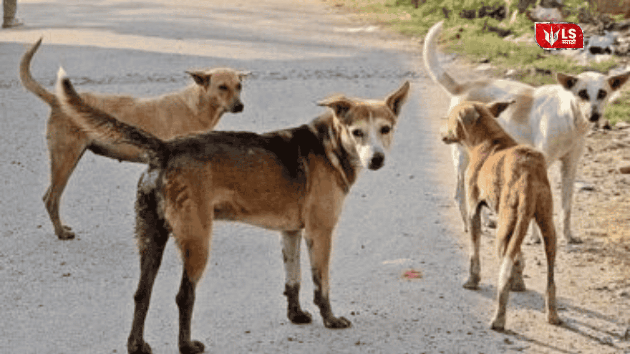 Stray dogs