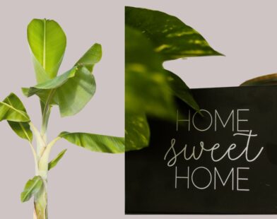 Banana plant placed near a home with a ‘Home Sweet Home’ board, symbolizing prosperity and positive energy
