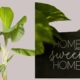 Banana plant placed near a home with a ‘Home Sweet Home’ board, symbolizing prosperity and positive energy
