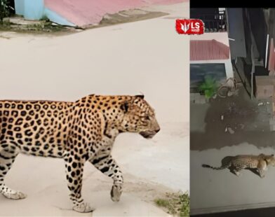 Leopard walking near a residential area in Aundh while police warn residents to stay indoors.