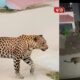 Leopard walking near a residential area in Aundh while police warn residents to stay indoors.