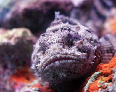 A highly poisonous fish that is more deadly than a snake, known for causing instant death upon touch