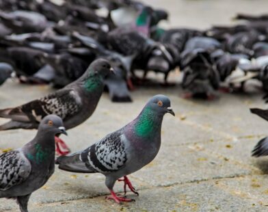 Warning sign and pigeons at a public place after action against feeding pigeons in India