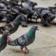 Warning sign and pigeons at a public place after action against feeding pigeons in India