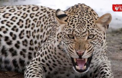 Motorcyclist injured after sudden leopard attack in forest area