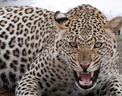 Motorcyclist injured after sudden leopard attack in forest area