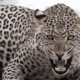 Leopard Attack Rescue
