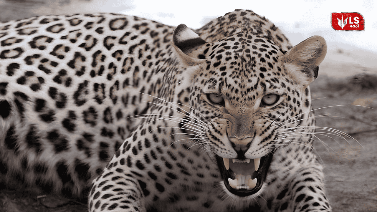 Leopard Attack Rescue