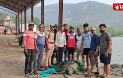 Male green sea turtle spotted for the first time at Bagmandla beach in Shrivardhan
