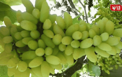 Grape damage