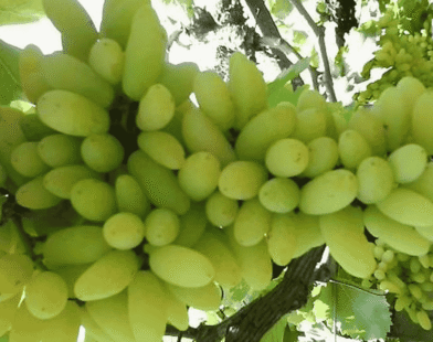 Grape damage