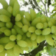 Grape damage