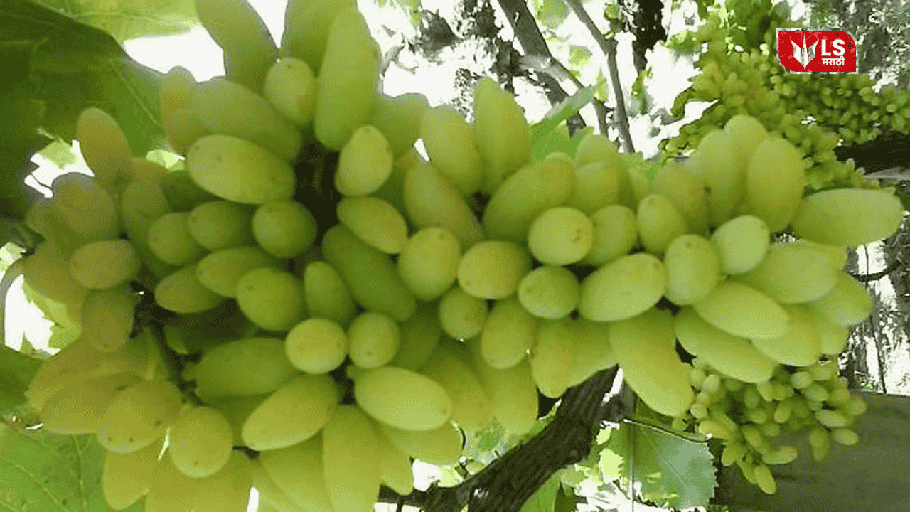 Grape damage