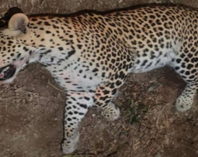 A four-year-old male leopard died