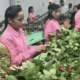 Valentine’s Day Rose International Demand