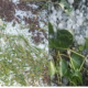 Unseasonal Rain
