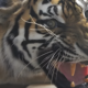 man eater tiger operation