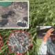 Pune rain crop damage
