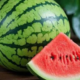 Chemically Ripened Watermelon Tips