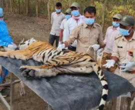 Tigress and Four Cubs Death