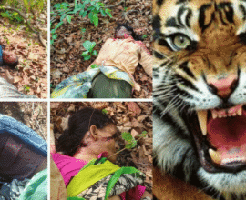 Chandrapur Tiger Attack