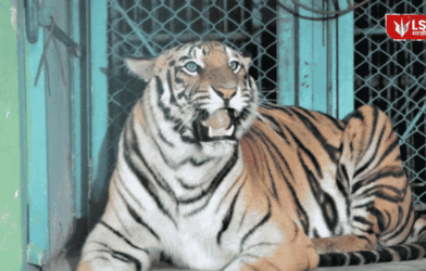 T2 Tigress Captured Chandrapur